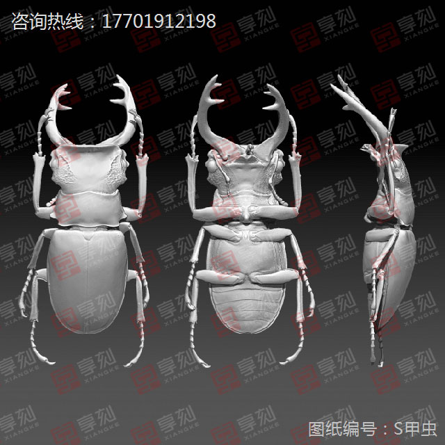 甲蟲精雕模型圖紙下載